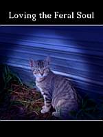 Loving the Feral Soul book cover - This is the cover of my book Loving the Feral Soul. Sadly the cat feature on the cover Sparky, died of Cardiomyopathy not long after the book was released.  