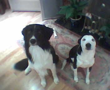 My jake and tramp - These two crazy dogs are my babies! They are collies two different kinds. I love them, they are so mad! Just for once I got them to sit quietly so I could get to take a picture of them together!