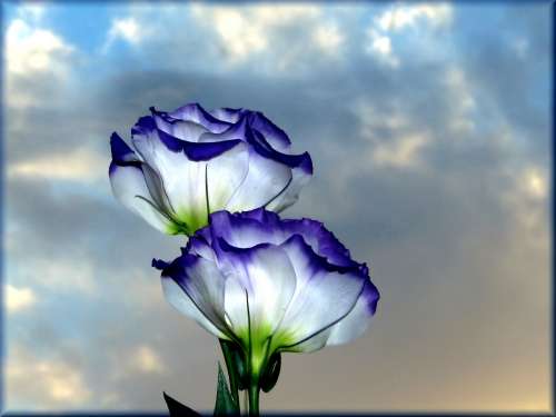 flower - flower