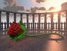 rose - rose