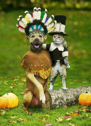Dog & Cat pilgrims - Dog & Cat pilgrims