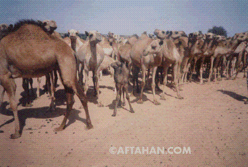 Who dont like animals/ - Hope all there love animals cause without them we are nothing,lets think out!