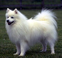 American Eskimo - The American Eskimo is a descendant from the German Spitz. His face, coat and lush tail are Spitz-type. He has a pointed muzzle and erect ears. Nicknamed the 'Eskie' he has been bred to be a house dog, companion and watch dog. He is wonderful with his human family including children, as long as he is near his family he is content. He enjoys cold weather better than warm. Known to clean their faces like cats they are easier to maintain then you may think as their coat easily repels dirt, they have no doggie odor and they are very clean.