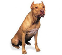 American Pit Bull Terrier  - The American Pit Bull Terrier is classed by the AKC as the American Staffordshire Terrier, but as the American Pit Bull Terrier by the UKC. Known for their intelligence and loyalty the American Pit Bull Terrier makes an excellent, loving and protective companion despite the unfair press he receives. Choose from a responsible breeder and make sure the puppy is properly socialized and handled. A minimum of training will produce a tranquil, good, obedient, companion dog