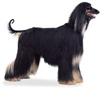 Afghan Hound  - The Afghan Hound is an aristocrat, his whole appearance is one of dignity and aloofness with no coarseness. His striking characteristics are his exotic expression, long silky topknot, peculiar coat pattern and prominent hipbones. His elegance makes him a glamorous popular show dog. There is a side which is an arrogant mischievous companion. He is also has been recently utilized in the sport of Afghan racing.