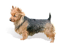 Australian Terrier - : The Australian Terrier is affectionately known at the 'Aussie'. He is one of the few non-English terriers. Created by Australian setters he is the smallest of the working terriers. He has boundless, playful energy and is a very loyal and affectionate companion for his immediate family. He adapts well to all living conditions and climates. Because of his quite and affectionate nature he makes a great companion for children, elderly or the handicapped.