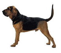 Bloodhound - The Bloodhound is a powerful dog that stands over more ground than is usual with hounds of other breeds. He skin is thin to the touch and extremely lose. He is powerful, yet graceful. The Bloodhound is good with children and other animals with his gentle nature. He has a tenancy to drool, but is otherwise a very clean dog. He has an outstanding ability as a scent hound, superior to other hound, which has made him very useful in police investigations.