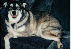Thunder - Our dog Thunder adopted from the Humane Society.