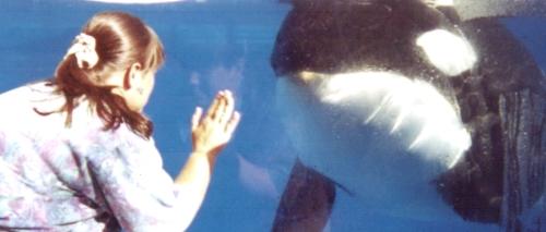 Me and Unna! - I did an eight month internship at Sea World Orlando and this is a photo of me and a very young female Killer Whale named Unna. When ever I showed up for my shift Unna would come swimming over to me and play with me. She was a wonderful Killer Whale and was my favorite! She would spit water over the glass at me, she would try to splash me with her tail, she would shake her head yes and no to repeat my movement, she would wave her pectoral fins at me. She was the best and I really miss seeing her every day.