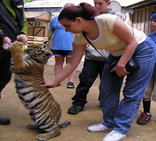 Baby Tiger - petting the soft baby tiger