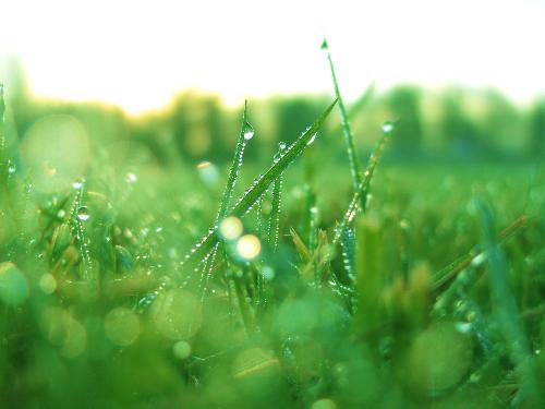 grasses - vista