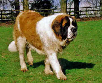 Saint Bernard - Saint Bernard