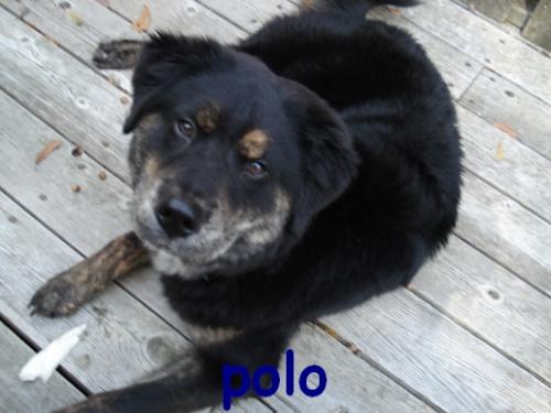 my dog polo - a picture of my dog polo