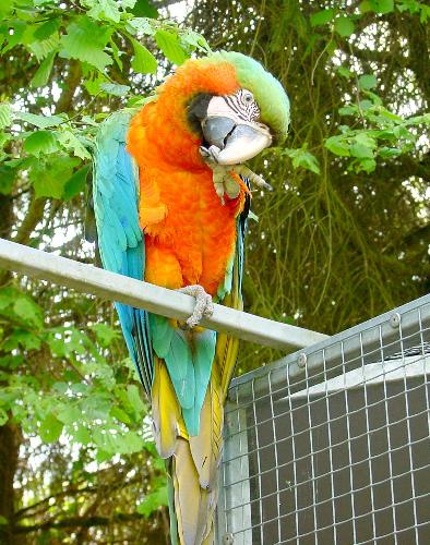 Catalina macaw - Catalina macaw