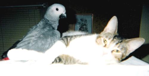 Too Too the Cat/Bird........... - This young man of 2years old, loves his birdies!