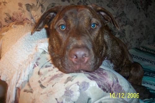 Zombie - this is my part pitbull puppy. She is the sweetest thing in the world and she follows me all over the house. No matter how comfortable she is, she will get up if I get up. I love her!