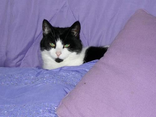Stumpy - Stumpy,cat Stumpy - Stumpy,cat