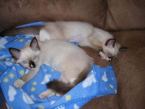 kittens - these are my adorable little kitty cats!