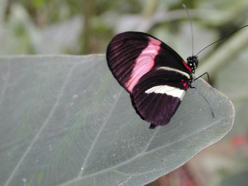 buterfly - buterfly