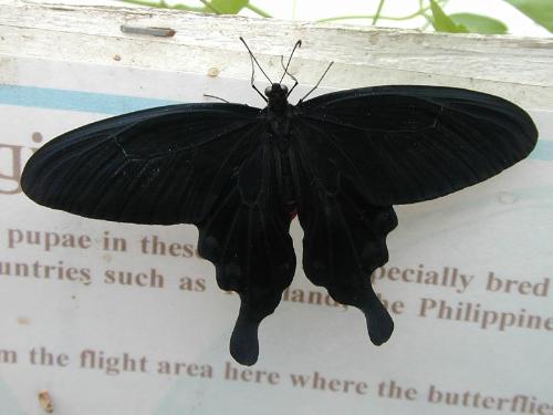butterfly - butterfly