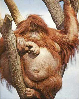 end of wild  app - this photo is the wild appp , soon this type of animal never seen 
so plees svae him 