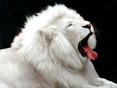 the white lion. - a rare white lion.