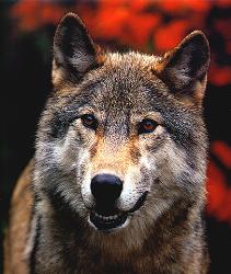 red wolf - real picture of a red wolf