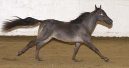Shirley's Miniature Gelding at Yearling - 'Half Measure's Heart of Elvis' (ELVIS) was presented to Shirley, Christmas eve 2004.  She was forced to sell her Prized Quarter Horse, Winchester, because she couldn't ride anymore due to advanced Osteoporosis.  She and Elvis have been showing on the Western circuit since then and in 2006 he made his debut in Harness and they came home with lots of Blue Ribbons.  The Miniature Horse Industry is Booming because thay are so adaptable, especiall for those handicapped or sufferinf health challenges