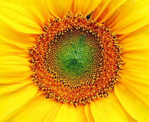 sunflower - sunflower