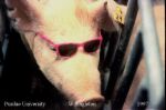 Isn't he cute? - Do they do LASIK on pigs?