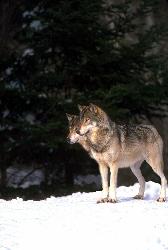 2 gray wolves - 2 heads are better than one.