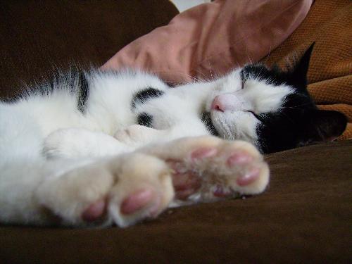 Kodde my cat - Kodde is asleep with his paws out.