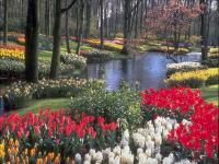 garden - beauty of flowers