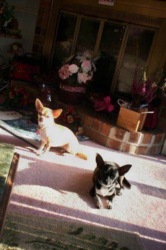 Shatzie and Pepi - My two chihuahuas