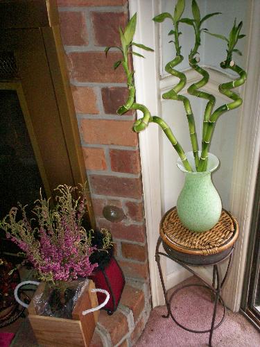 Lucky Plants - These are two of my plants