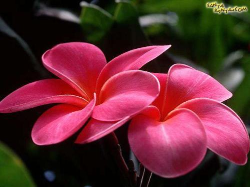 beautiful flower - Its the beautiful flower and i like it most.......