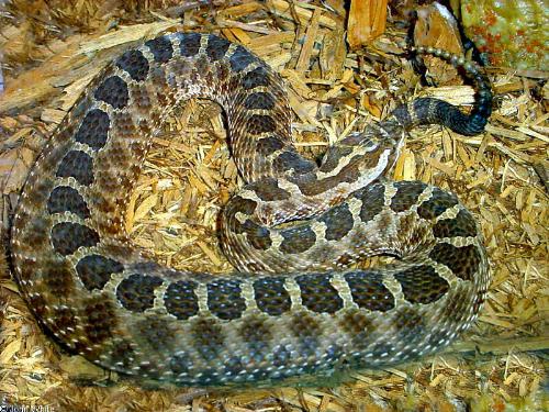 eastern massasauga - a wild snake