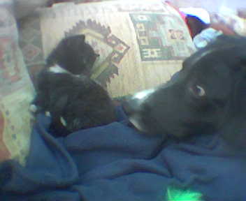 My dog tramp welcoming cleo when she was a kitten! - This was the first evening that my little kitten was brought home she was playing and going crazy. Our dog tramp was crazy about her!