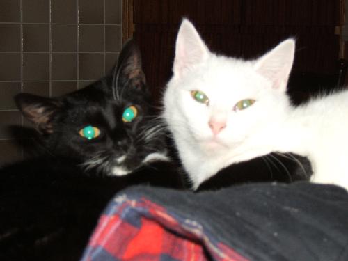 snowey and cleo - two of my rescued cats. This was a few days after we had rescued snowey. Cleo took a few days to get to like him!