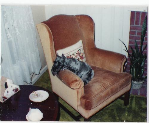 My dog - This was my dog Ebony.  She was always afraid of fireworks and thunderstorms.