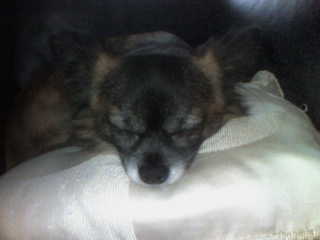 My Dog - Here is the sweet little Fellow he is my Baby and he is a Mummies Dog lol