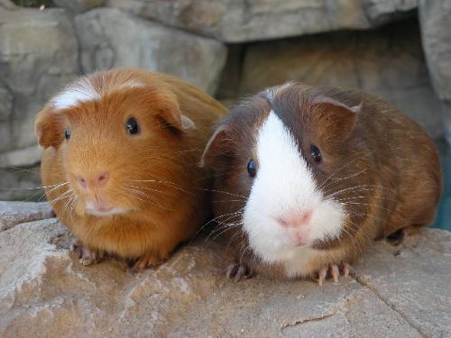 Pair of Guinea Pigs - Guinea pigs are best kept in pairs.