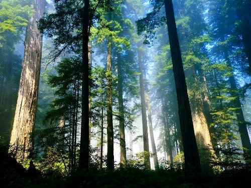 Forest - Forest are important to our life Forest - Forest are important to our life