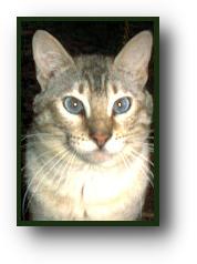 cat - A beautiful bengal cat...