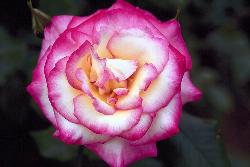 rose - rossy rose