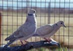 Doves - As the Dodo and Rodrigues Solitaire are in all likelihood part of the Indo-Australian radiation that produced the 3 small subfamilies mentioned above and the fruit-doves and -pigeons (including the Nicobar Pigeon).