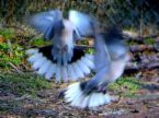 Doves - Some doves are here included as a subfamily Raphinae, pending better material evidence of their exact relationships.