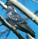 Doves - Exacerbating some issues, columbids are not well represented in the fossil record. No really primitive forms have been found to date.