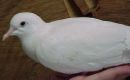 Doves - Several species of pigeon or dove are used as food, and probably any could be; the powerful breast muscles characteristic of the family make excellent meat.