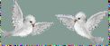 Doves - Doves are Kosher, and they and Turtle Doves are the only birds that may be used for a Korban. Other kosher birds may be eaten, but not brought as a Korban.